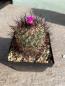 Preview: Gymnocactus viereckii lau